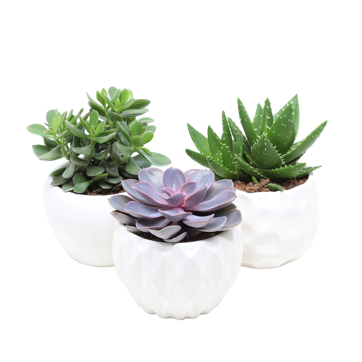Succulent  Mix - Crassula 'Minova Magic' + 2 Gasterias - Aloe Perfoliata, Echeveria 'Purple Pearl', Crassula 'Minova Magic' - Willemse