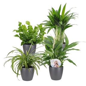 Luchtzuiverende planten incl. Elho sierpotten Antraciet (x4) - Luchtz. plant 4 st