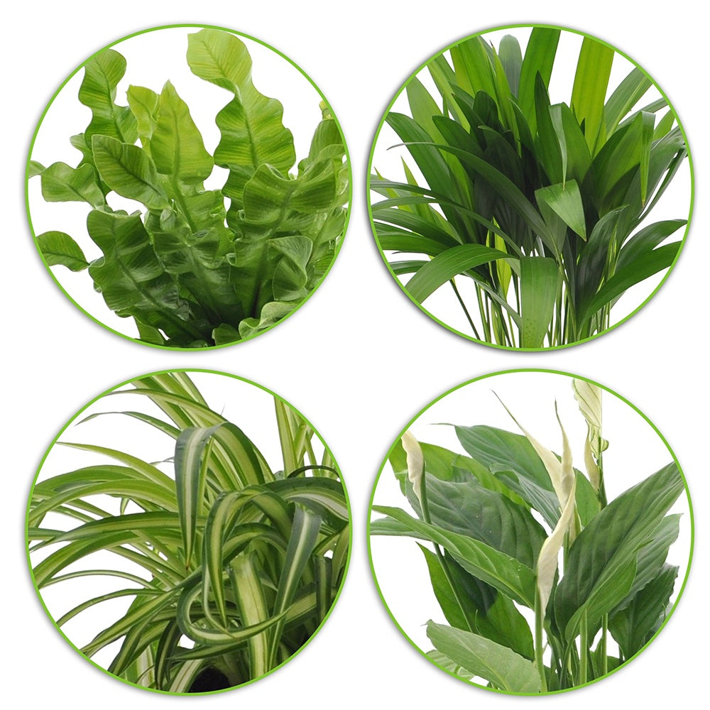 Luchtzuiverende planten incl. Elho sierpotten Antraciet (x4) - Luchtz. plant 4 st