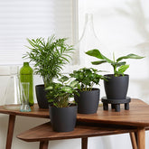 Tropische kamerplanten Mix incl. Elho sierpotten Antraciet (x4) - Chamaedorea, Syngonium, Musa, Coffea 'Fresh'