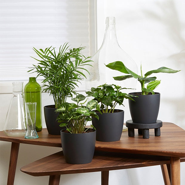 Tropische kamerplanten Mix incl. Elho sierpotten Antraciet (x4) - Chamaedorea, Syngonium, Musa, Coffea 'Fresh'