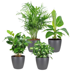 Tropische kamerplanten Mix incl. Elho sierpotten Antraciet (x4) - Chamaedorea, Syngonium, Musa, Coffea 'Fresh'