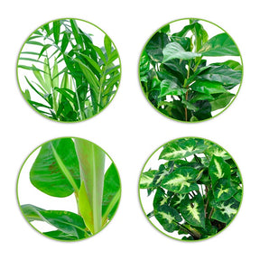 Tropische kamerplanten Mix incl. Elho sierpotten Antraciet (x4) - Chamaedorea, Syngonium, Musa, Coffea 'Fresh'