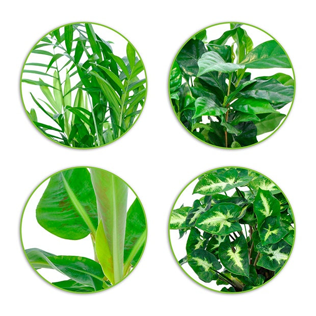 Tropische kamerplanten Mix incl. Elho sierpotten Antraciet (x4) - Chamaedorea, Syngonium, Musa, Coffea 'Fresh'