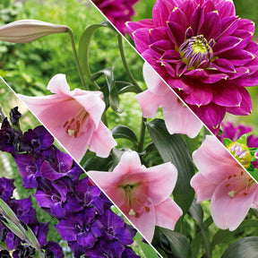 Bloembollen - Mix 'Hello Summer!' (x30) - Willemse