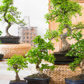 Bonsai Carmona bol-vorm incl. sierpot - Willemse