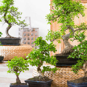 Bonsai Carmona bol-vorm incl. sierpot - Willemse