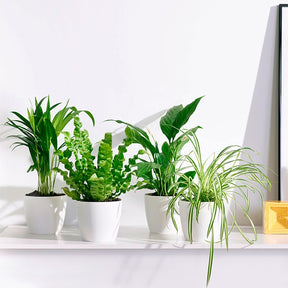 Luchtzuiverende planten incl. Elho sierpotten Wit (x4) - Dypsis, Chlorophytum, Asplenium, Spathiphyllum