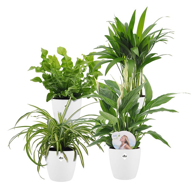 Luchtzuiverende planten incl. Elho sierpotten Wit (x4) - Dypsis, Chlorophytum, Asplenium, Spathiphyllum