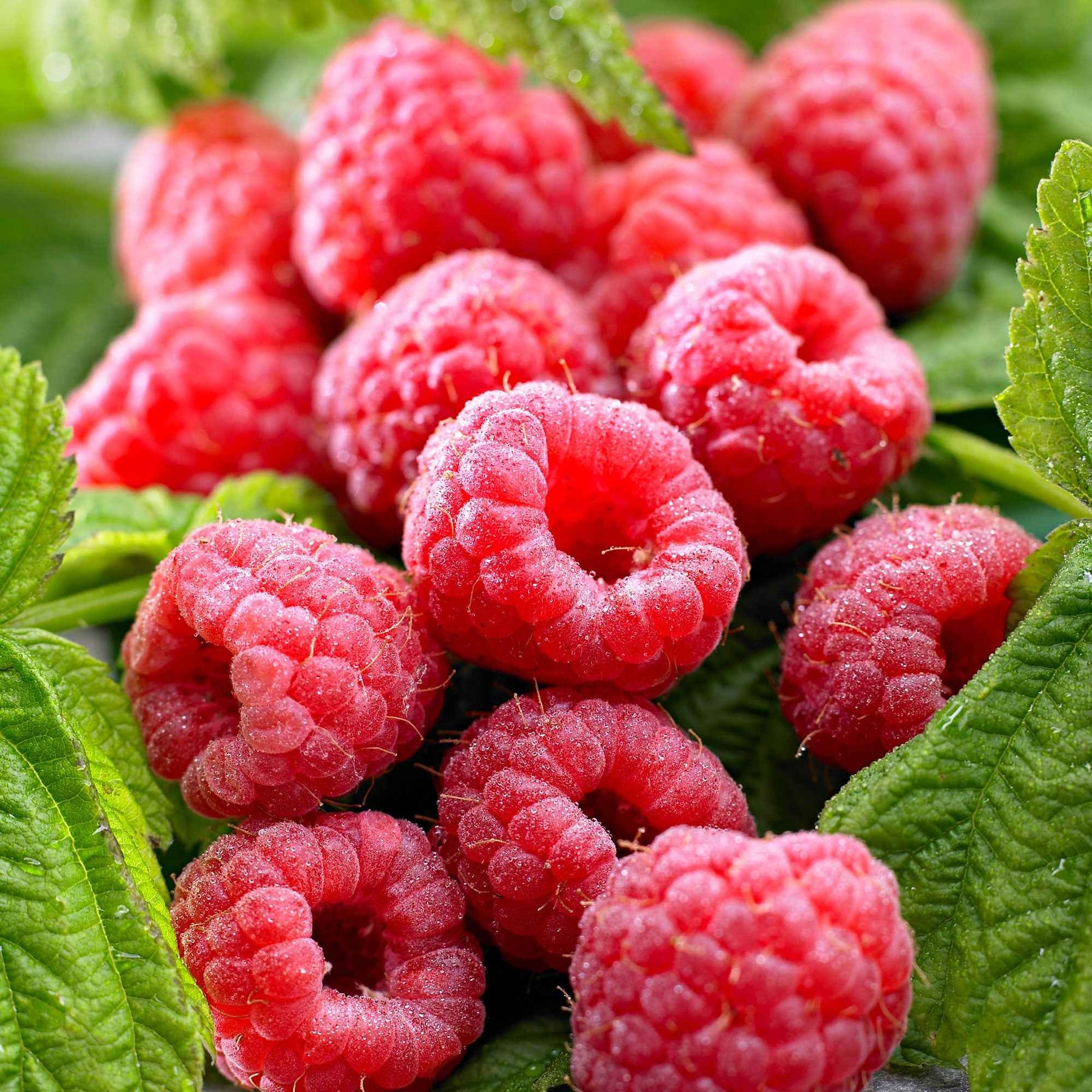 Framboos 'Twotimer Sugana Red' - Willemse