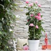 Klimroos 'Crazy in Love' roze - Willemse