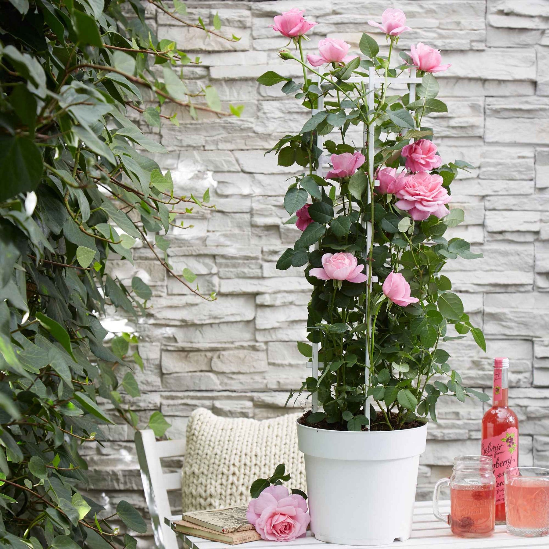 Klimroos 'Crazy in Love' roze - Willemse