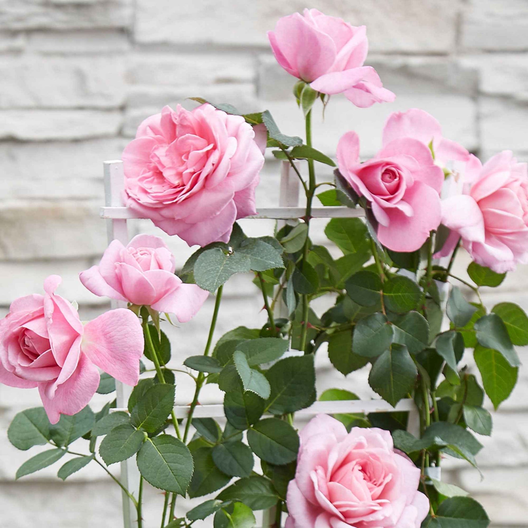 Klimroos 'Crazy in Love' roze - Rosa hybride 'crazy in love pink' - Willemse