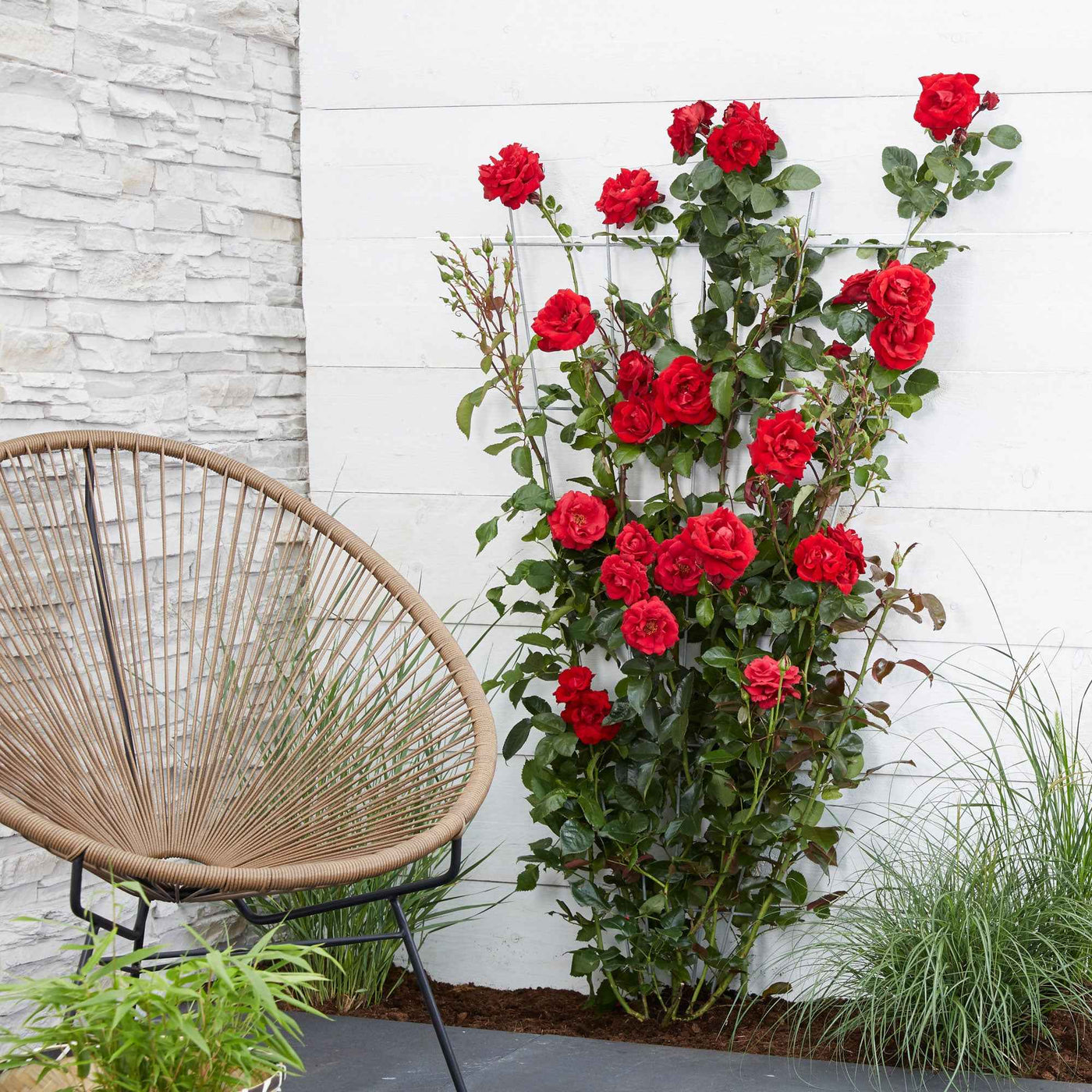 Klimroos Rosa 'Crazy in Love' rood - Willemse