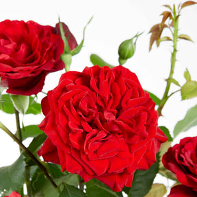 Klimroos Rosa 'Crazy in Love' rood - Rosa hybride 'crazy in love red' - Willemse