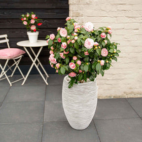 Camelia 'Bonomiana' - Willemse