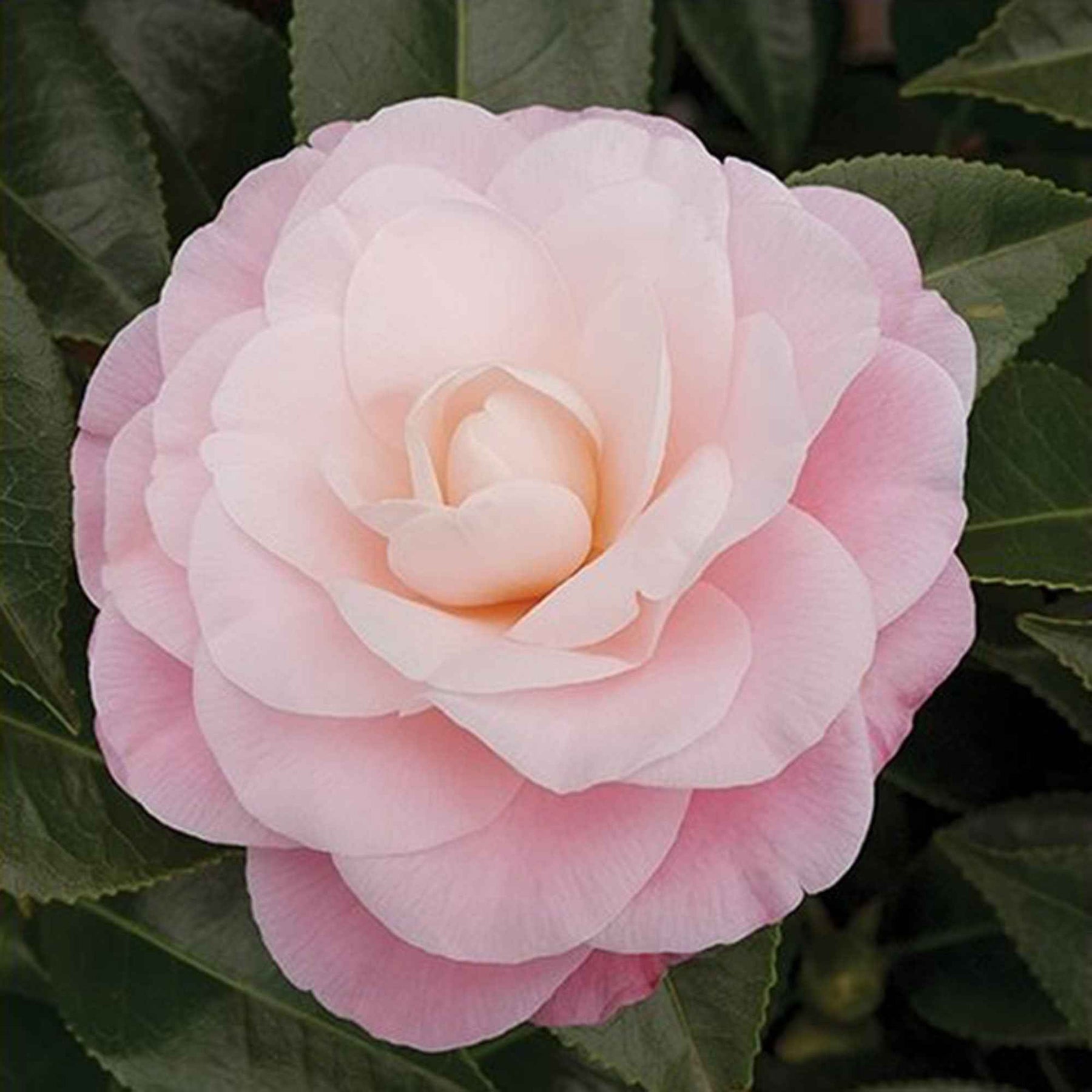 Camelia 'Nuccio’s Cameo' - Willemse