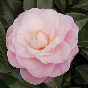 Camelia 'Nuccio’s Cameo' - Willemse