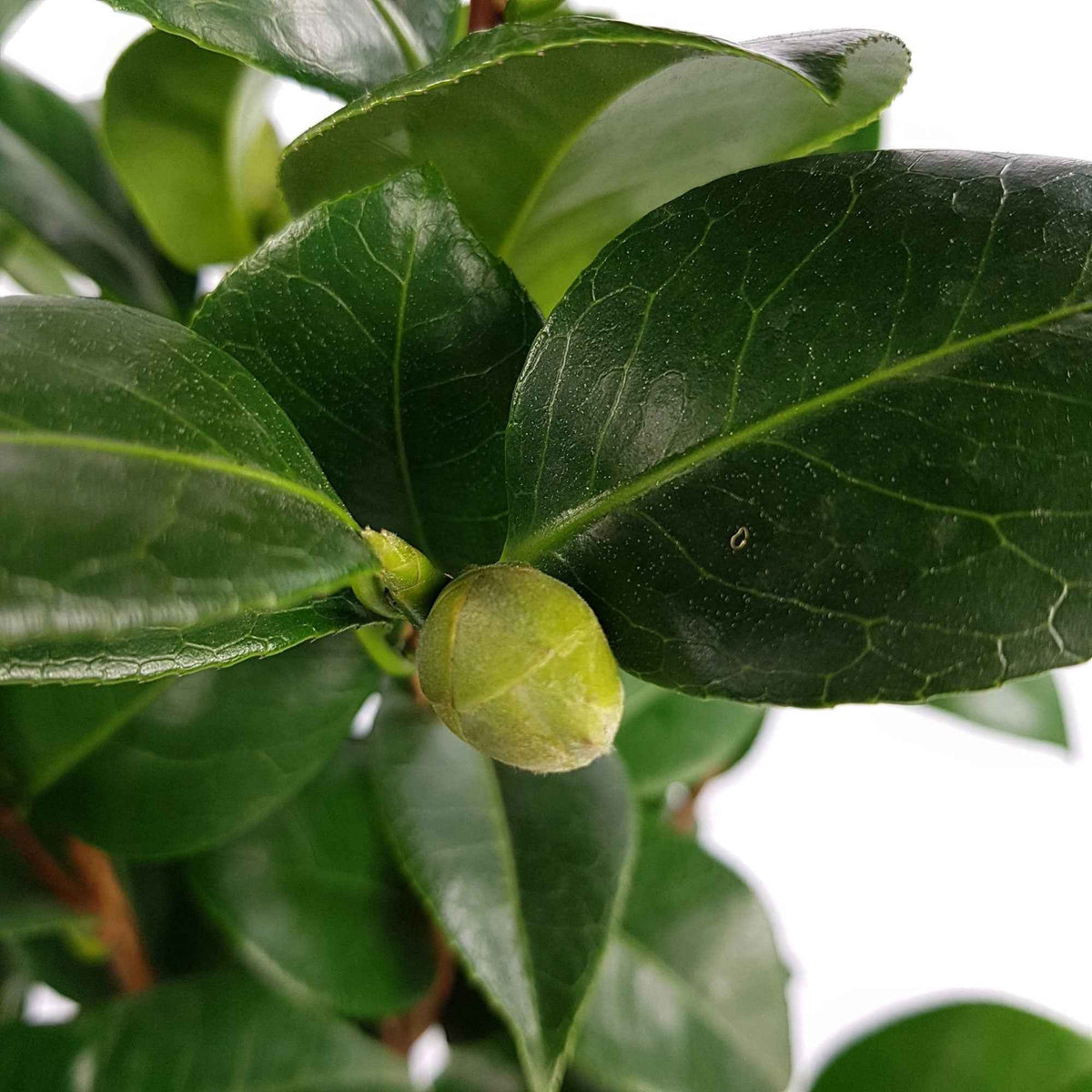 Camelia 'Nuccio’s Cameo' - Camellia japonica 'nuccio's cameo' - Willemse