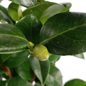 Camelia 'Nuccio’s Cameo' - Camellia japonica 'nuccio's cameo' - Willemse