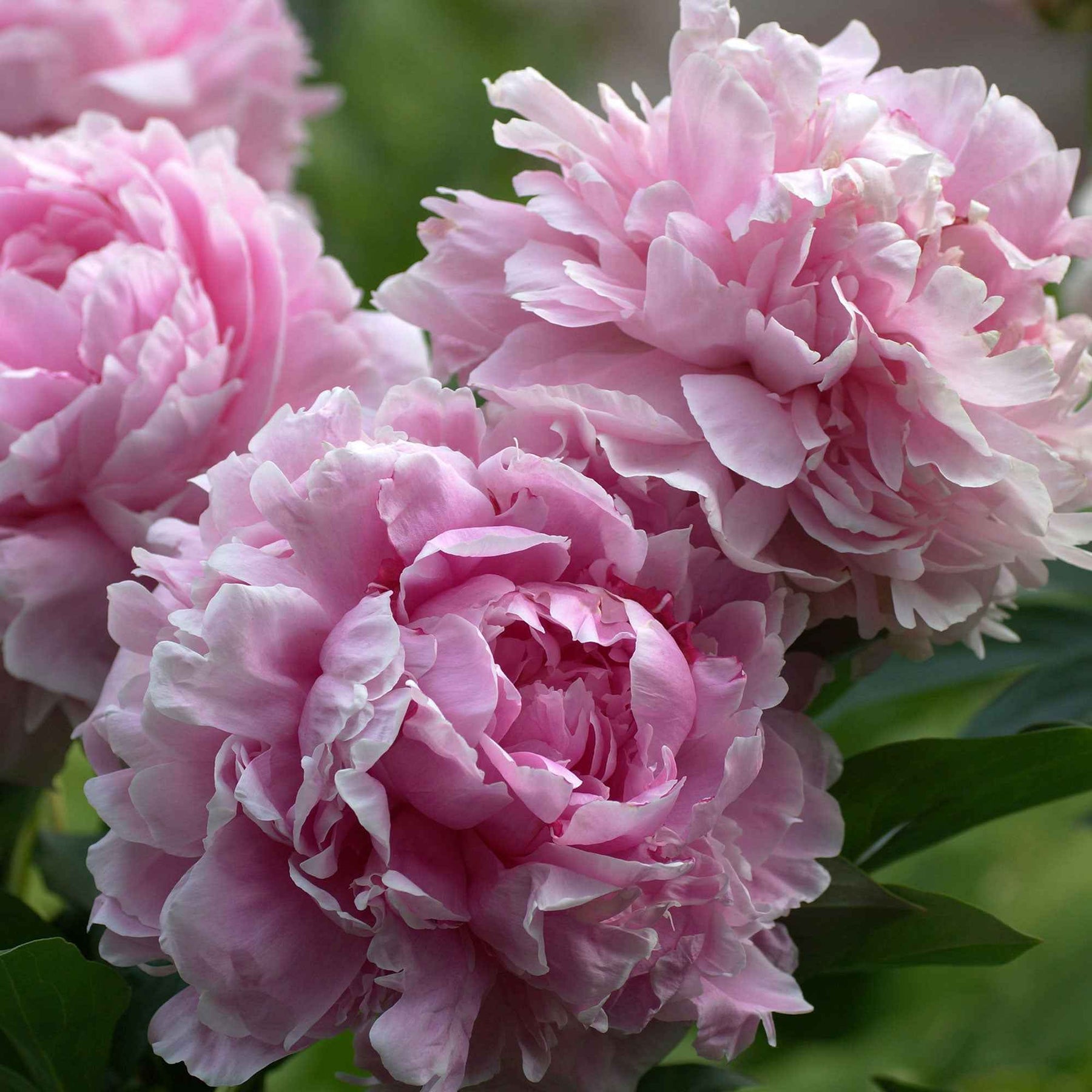 Pioenroos 'Sarah Bernhardt' - Paeonia x lactiflora Sarah Bernhardt - Willemse