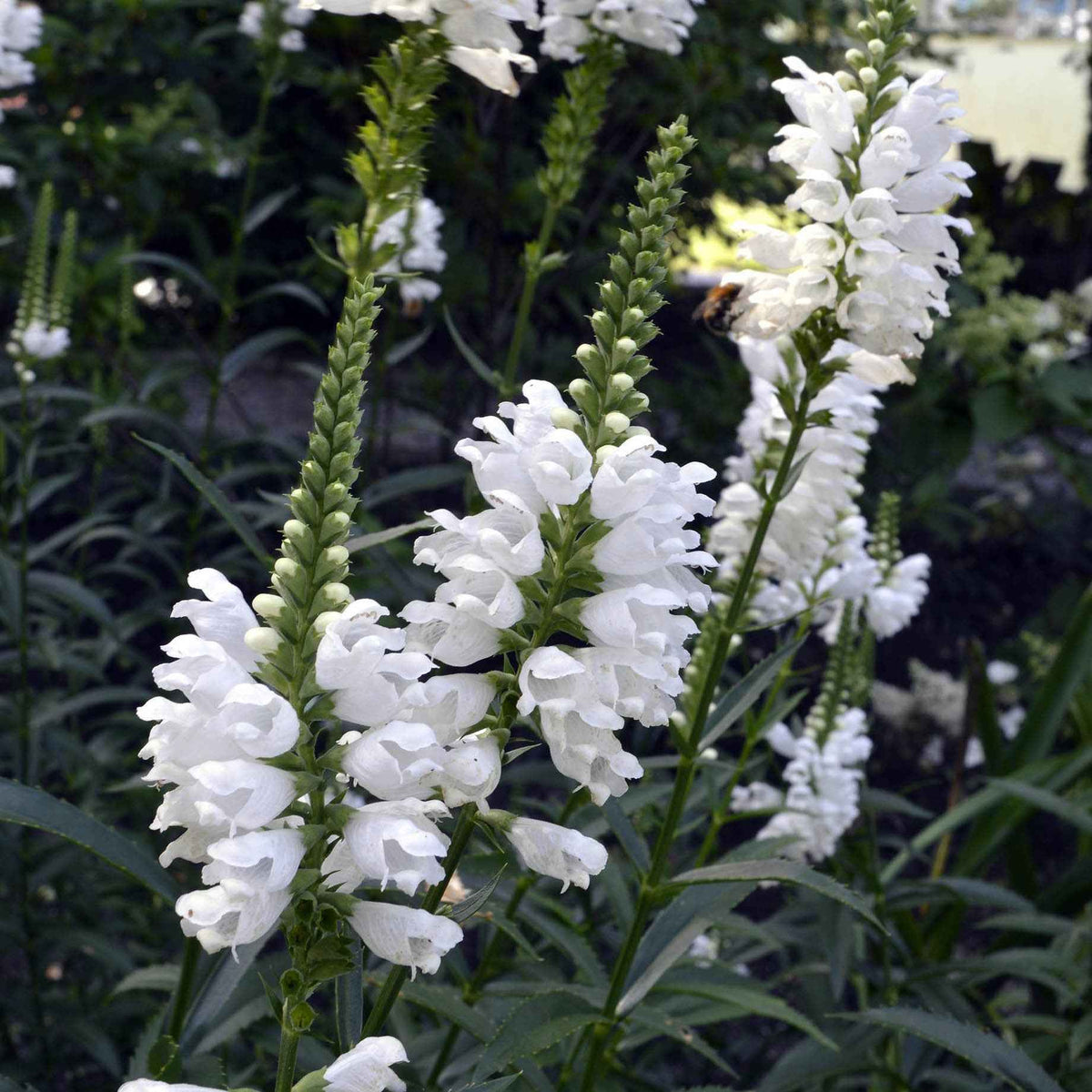 Scharnierplant 'Alba' - Willemse