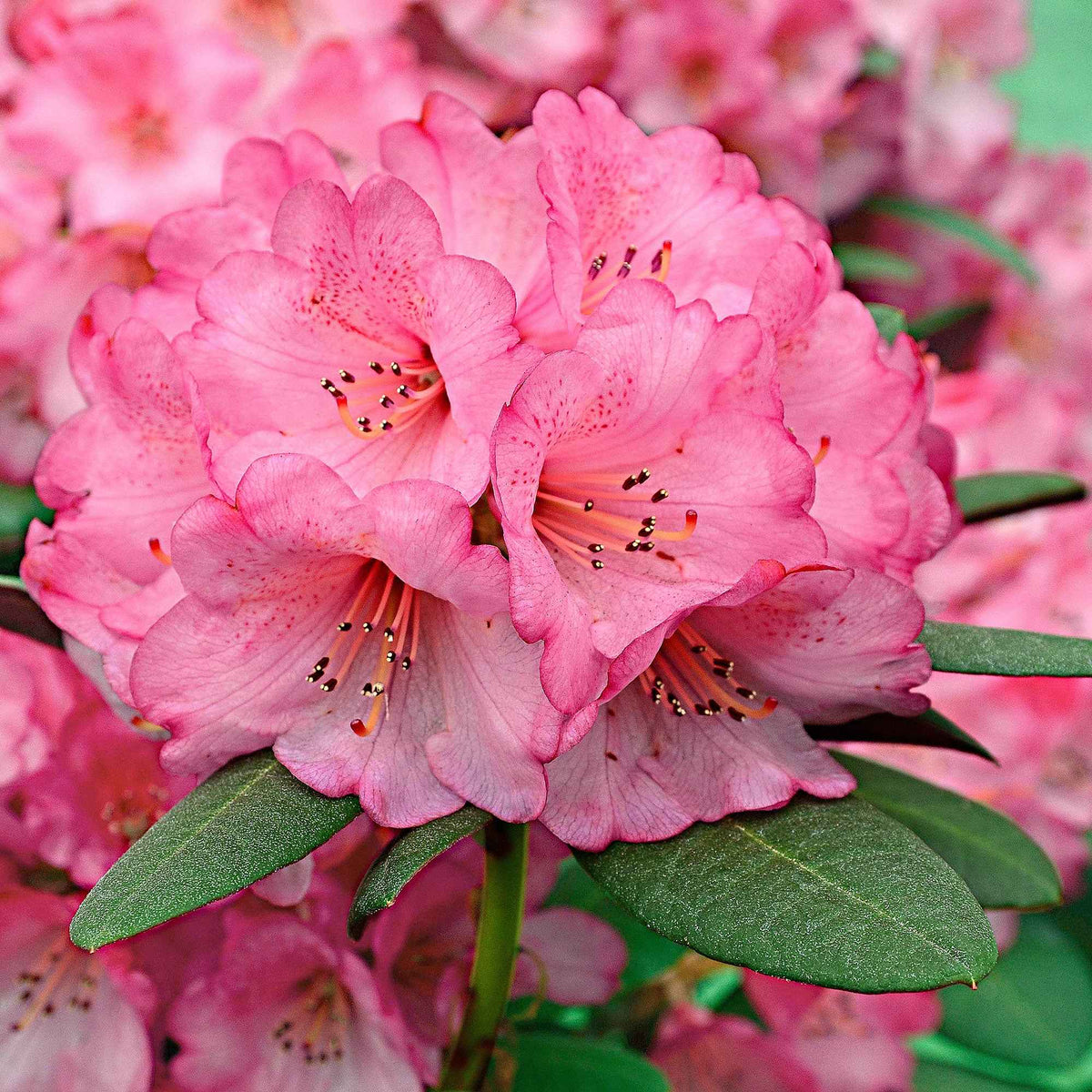 Rhododendron 'Wine & Roses' - Rhododendron  Wine & Roses - Willemse