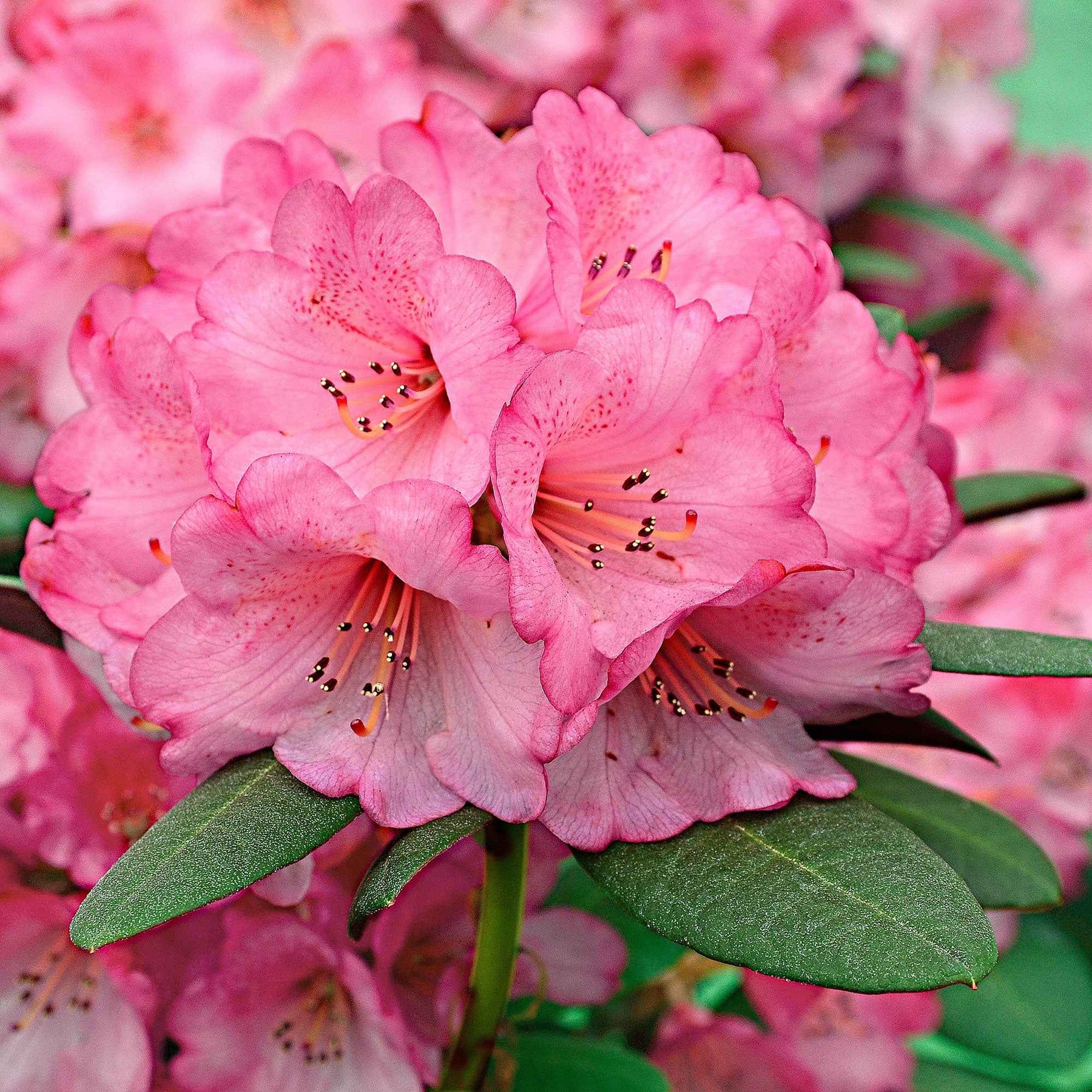Rhododendron 'Wine & Roses' - Willemse