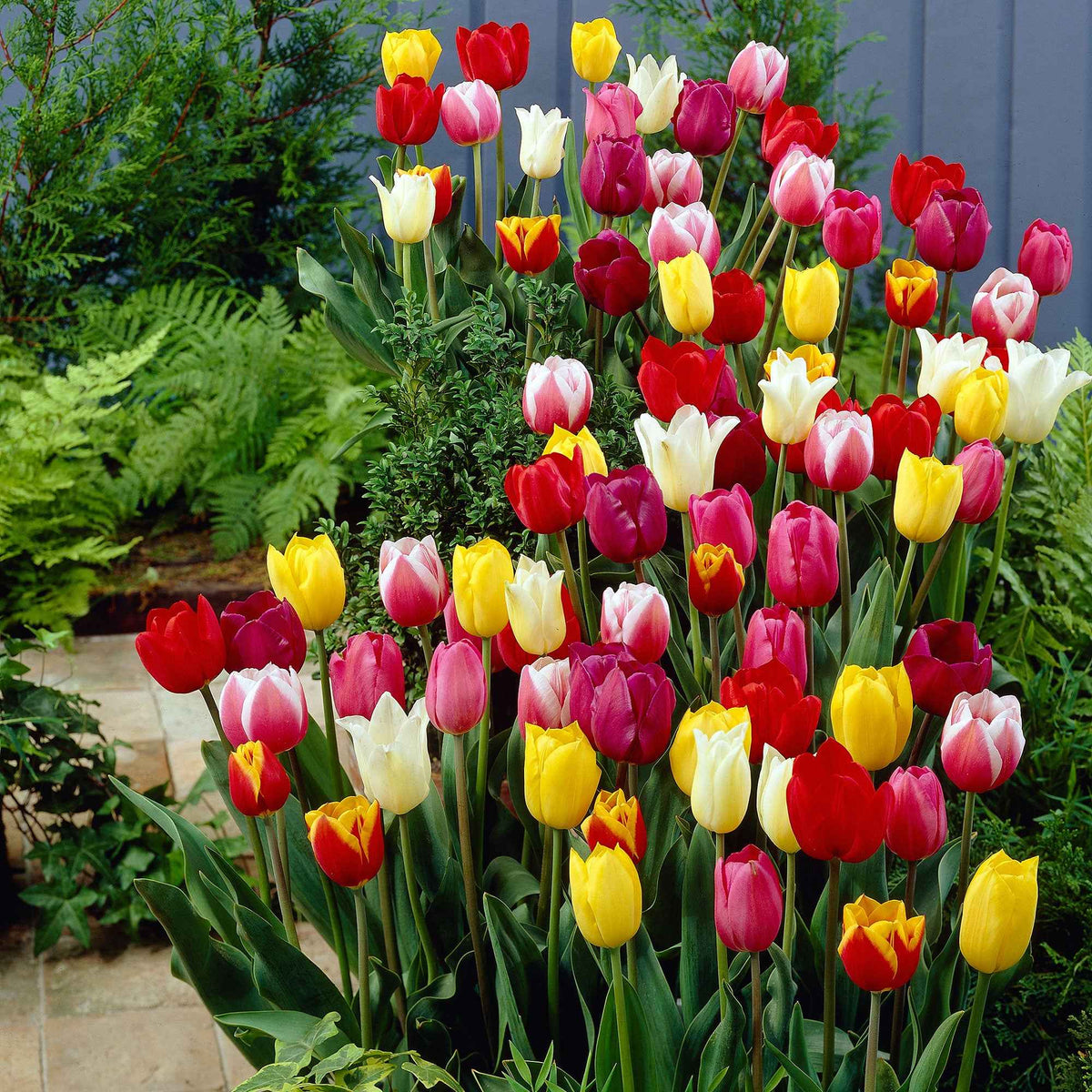 Tulpen - Mix '60 dagen bloemen' (x30) - Willemse