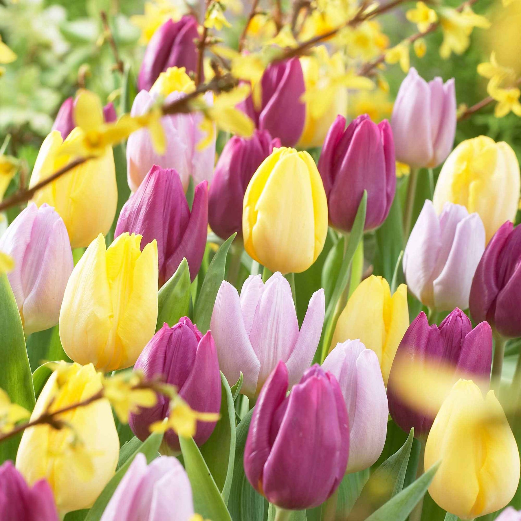Tulipa - Tulpen - Mix '60 dagen bloemen' (x30) - Tulpen