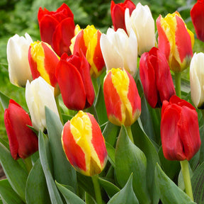 Tulpen - Tulpen - Mix '60 dagen bloemen' (x30) - Tulipa