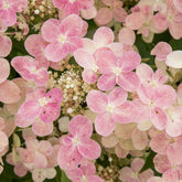 Pluimhortensia 'Switch Ophelia'® - Willemse
