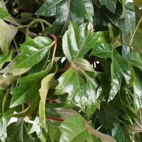 Koningswingerd 'Ellen Danica' - Cissus ellen danica