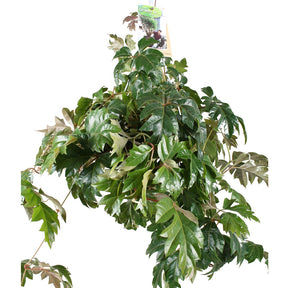 Koningswingerd 'Ellen Danica' - Cissus ellen danica