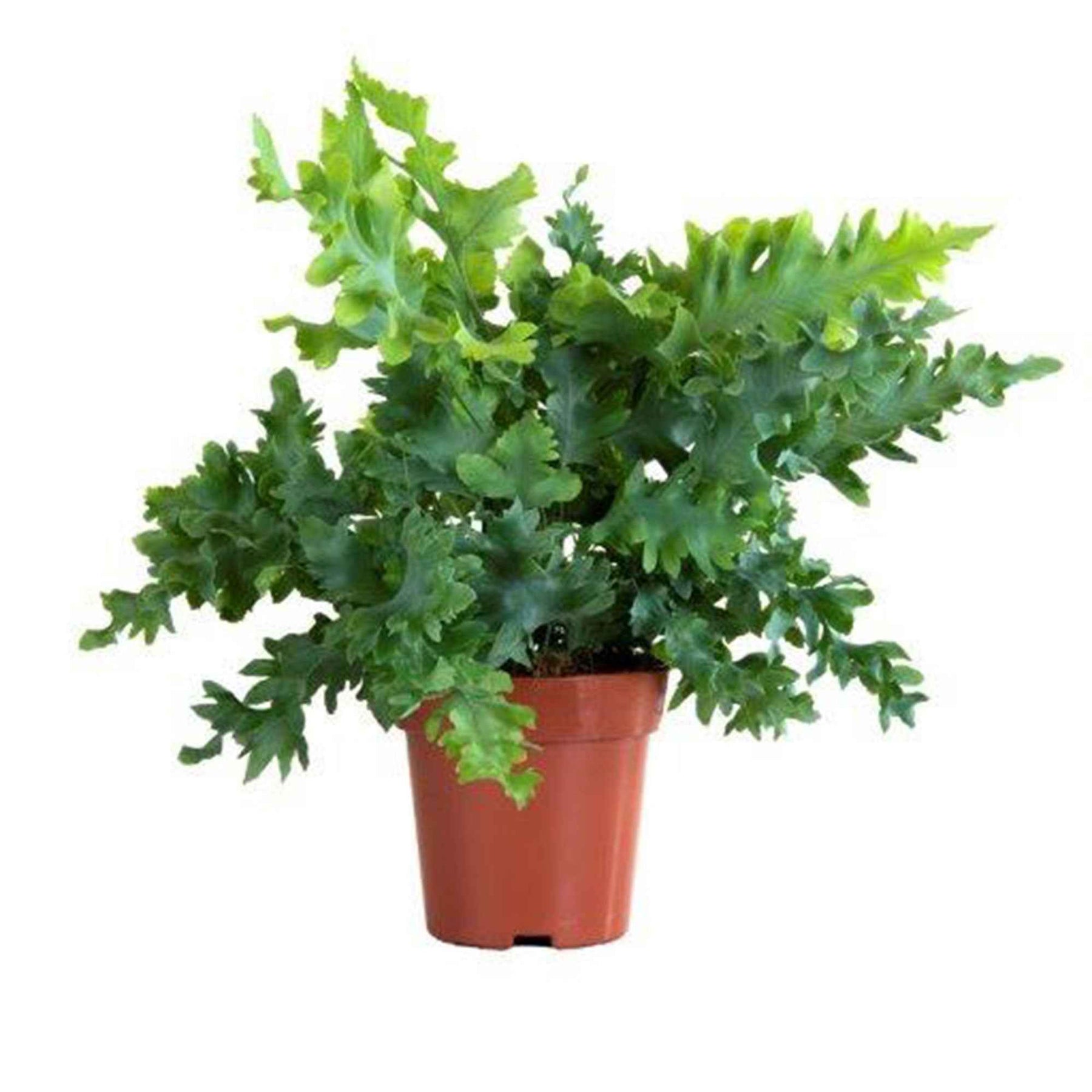 Blauwvaren Phlebodium 'Davana' - Phlebodium aureum 'Davana' - Willemse
