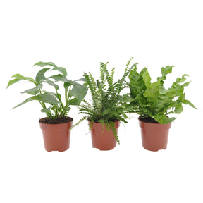 Badkamerplanten Mix (x3) - Nephrolepis Duffii, Monstera minima, Asplenium Crispy Wave - Willemse