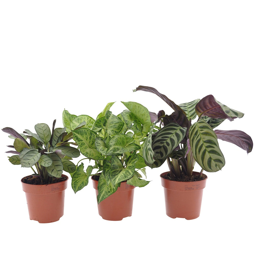 Kamerplanten met mooie bladtekening Mix (x3) - Ctenanthe burle marxii, ctenanthe amagris, syngonium pixie®