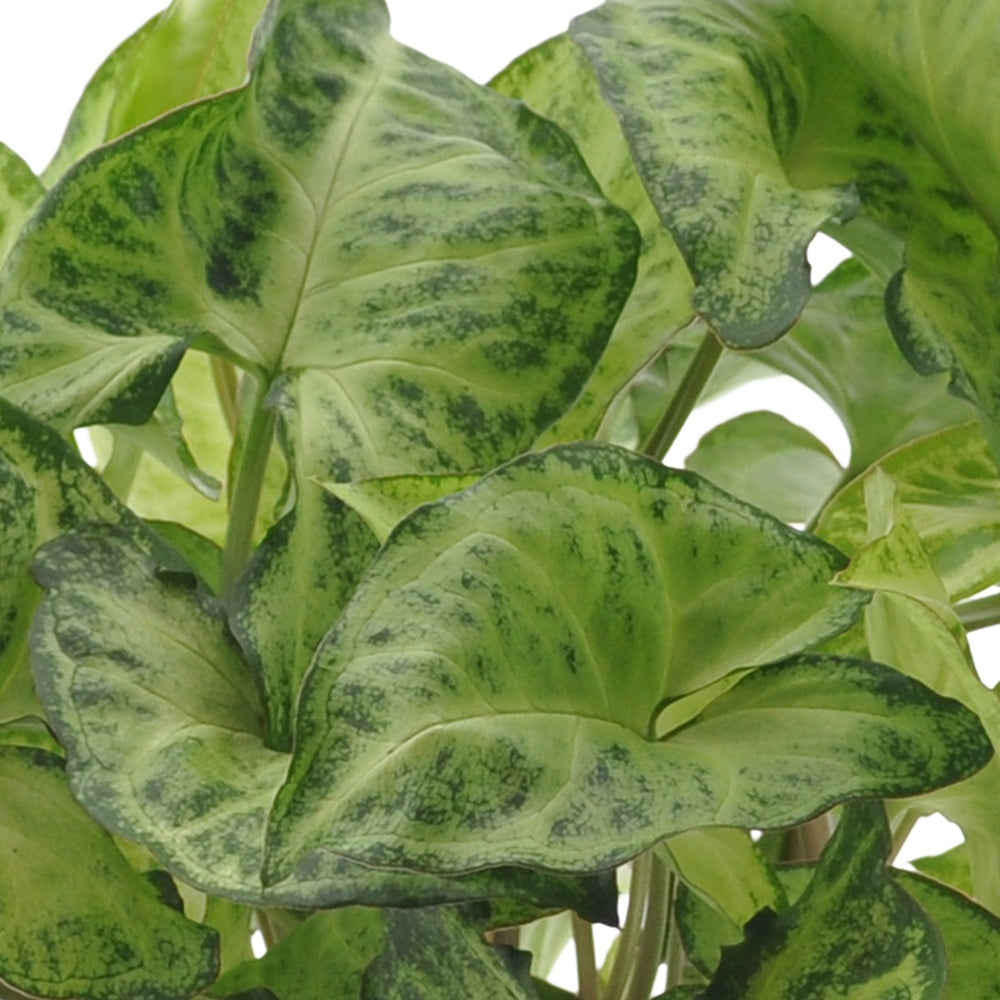 Kamerplanten met mooie bladtekening Mix (x3) - Ctenanthe burle marxii, ctenanthe amagris, syngonium pixie®