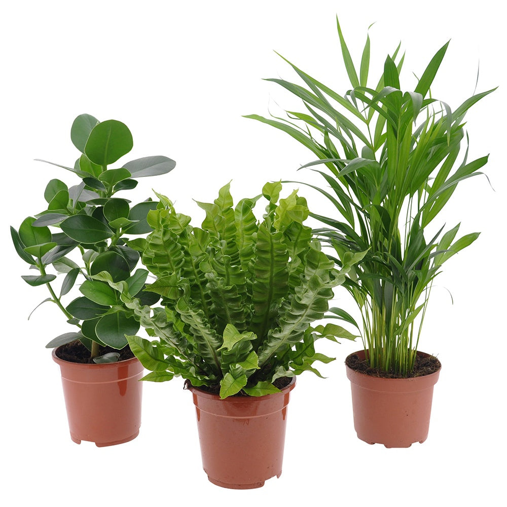 Luchtzuiverende kamerplanten Mix (x3) - Clusia, Asplenium 'Crispy Wave', Dypsis