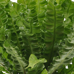 Luchtzuiverende kamerplanten Mix (x3) - Clusia, Asplenium 'Crispy Wave', Dypsis