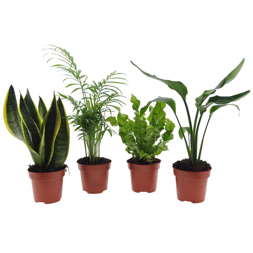 Makkelijke kamerplanten Mix - groen (x4) -  strelitzia, chamaedorea, asplenium crispy wave, sansevieria