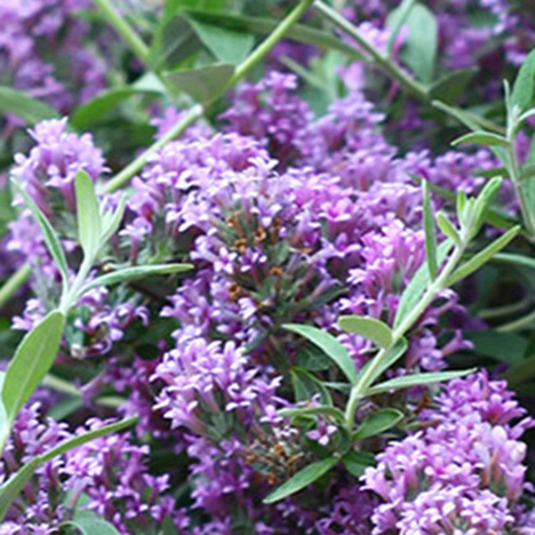 Vlinderstruik 'Unique' - Buddleja alternifolia 'unique' - Willemse