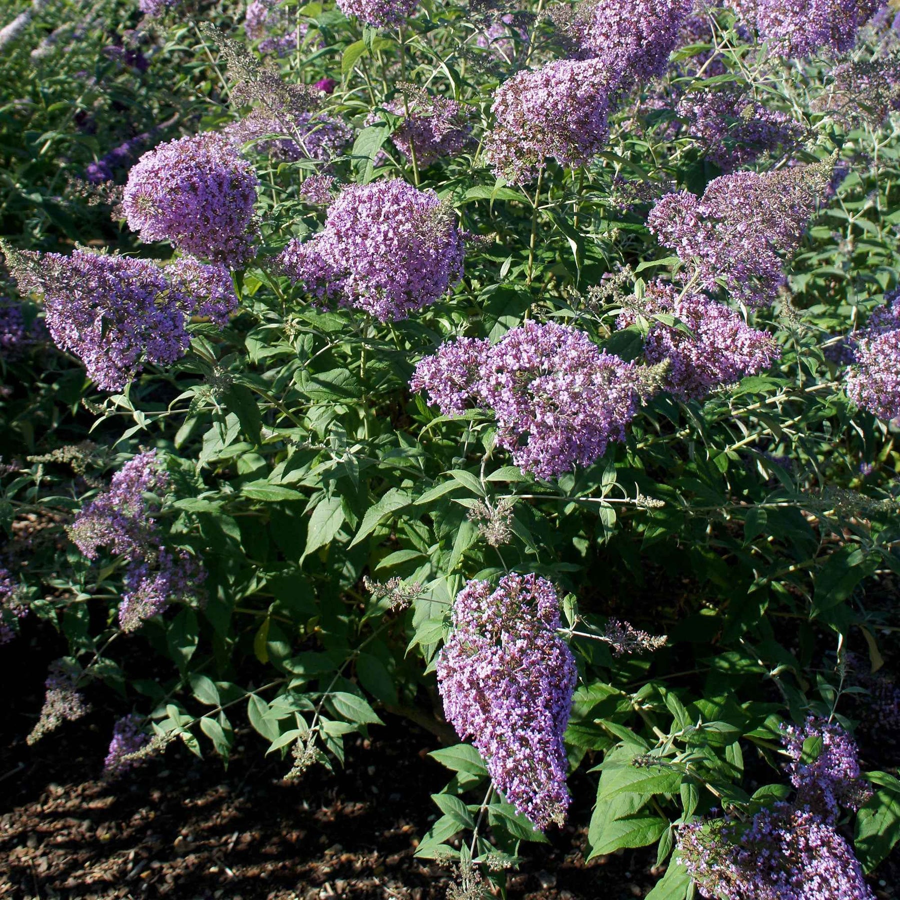 Vlinderstruik 'Gulliver' - Willemse