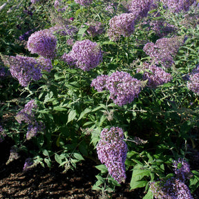 Vlinderstruik 'Gulliver' - Willemse