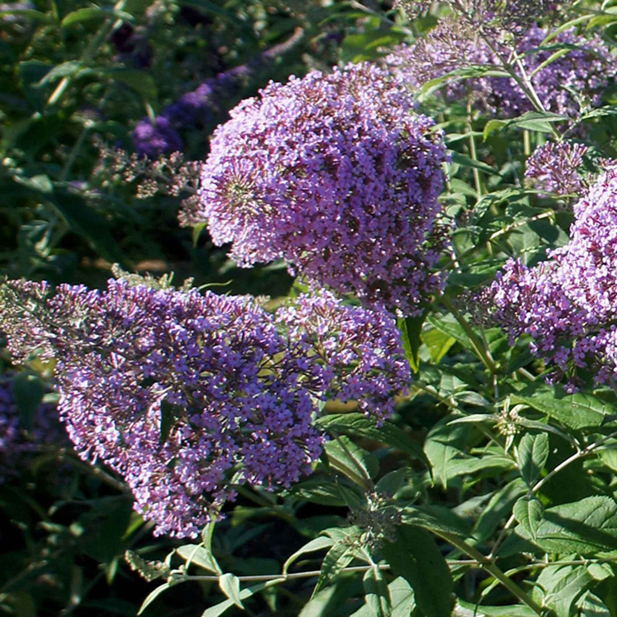 Vlinderstruik 'Gulliver' - Buddleja davidii 'gulliver' - Willemse