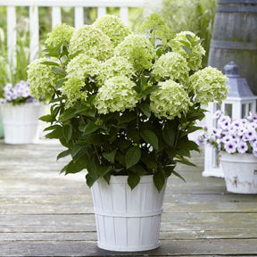 Hydrangea paniculata Whitelight - Pluimhortensia 'Whitelight' - Pluimhortensia