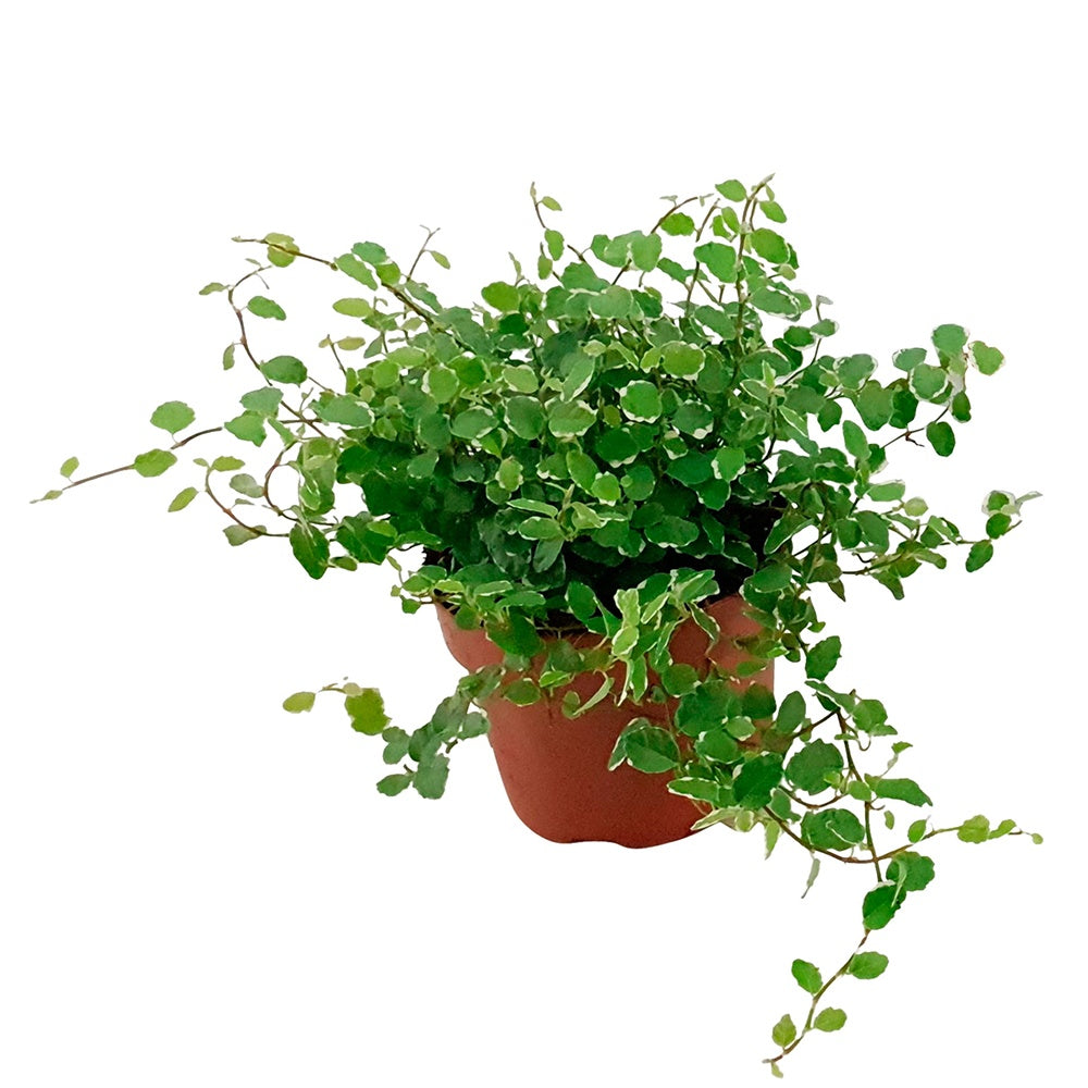 Klimvijg 'White Sunny' - Ficus pumila white sunny