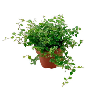 Klimvijg 'White Sunny' - Ficus pumila white sunny