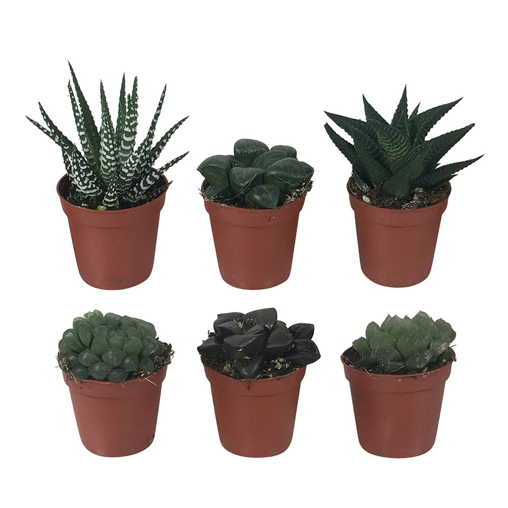 Haworthia Mix - Hawortia minima - Cactus