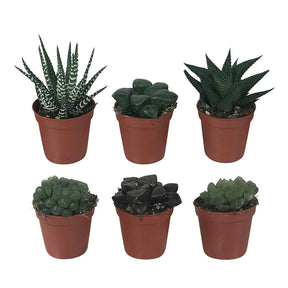 Haworthia Mix - Hawortia minima - Cactus